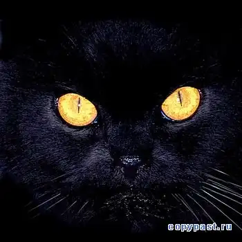 9 жизней кошки. 9 жизней кошки.