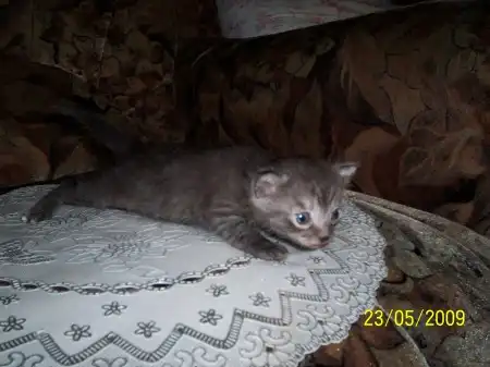 Возьмите кошечку;))