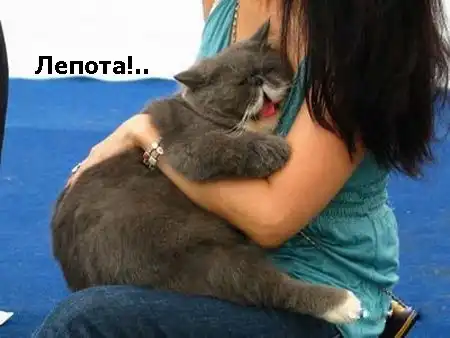 Кошаки) Кошаки)
