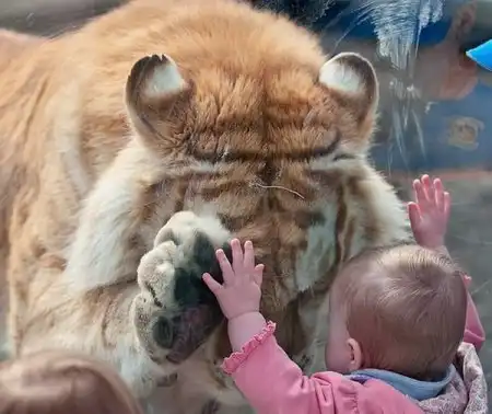 Кошаки) Кошаки)