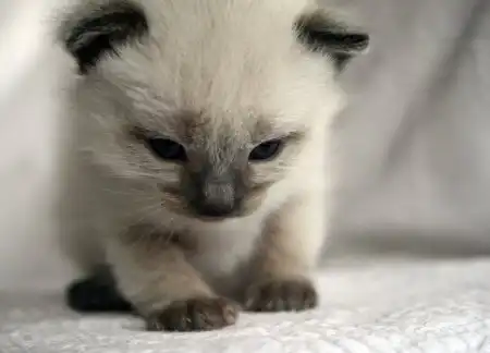 Кошаки) Кошаки)
