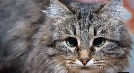 Кошаки) Кошаки)