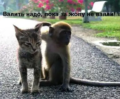 Кошаки) Кошаки)