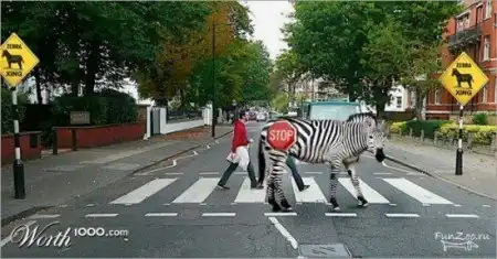 Креативное использование животинки )))
