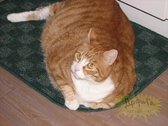 Американские коты.