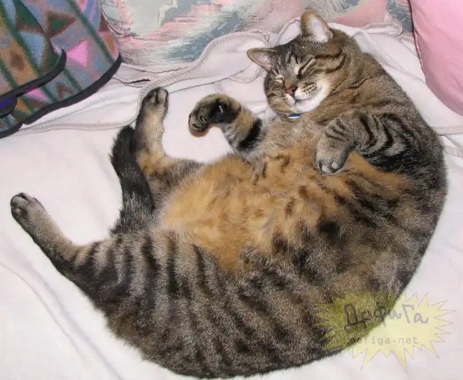 Американские коты.