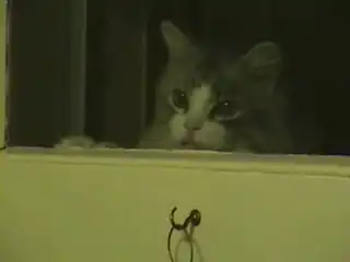 Кот стучится в двери