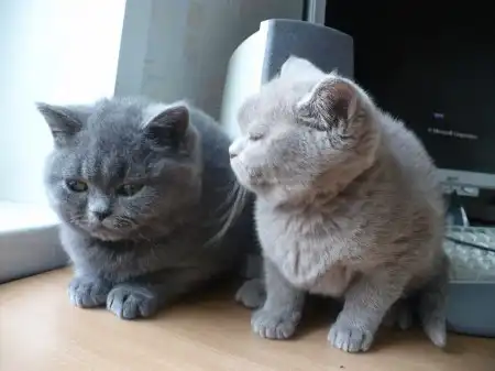 Два милых британских котёнка ищут любящих хозяев :)