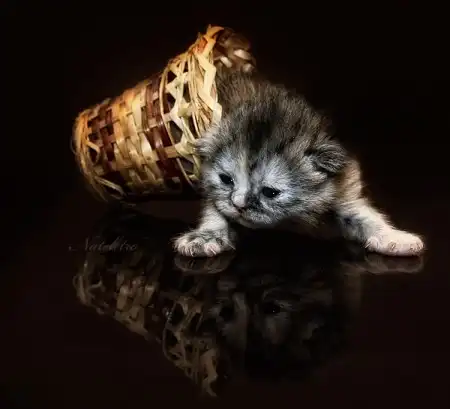 Ах, как много на свете кошек!