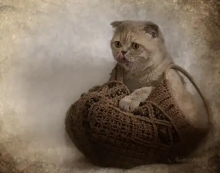 Ах, как много на свете кошек!