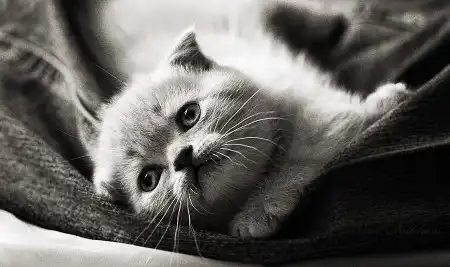 Ах, как много на свете кошек!