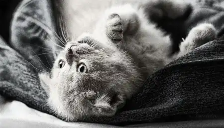 Ах, как много на свете кошек!