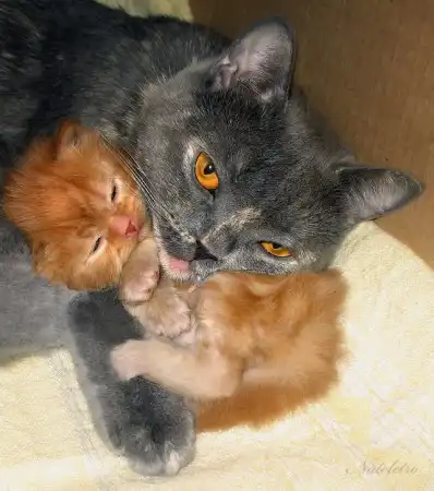 Ах, как много на свете кошек!