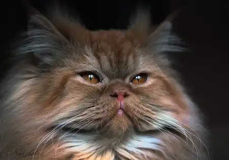 Ах, как много на свете кошек!