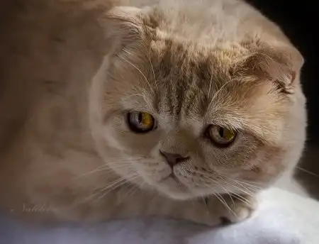 Ах, как много на свете кошек!