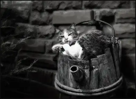 Ах, как много на свете кошек!