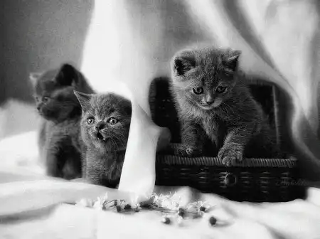 Ах, как много на свете кошек!