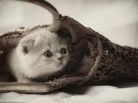 Ах, как много на свете кошек!