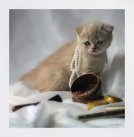 Ах, как много на свете кошек!