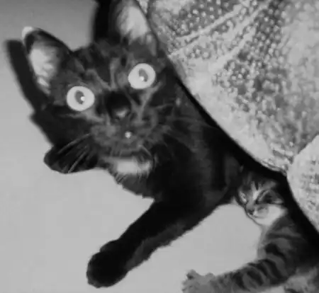 Отдам Черную КоШкУ!!!