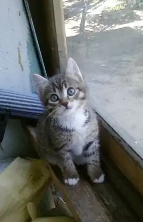 Отдам кота