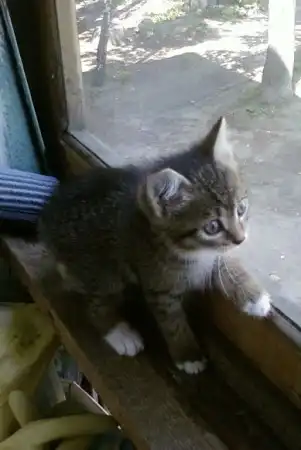 Отдам кота