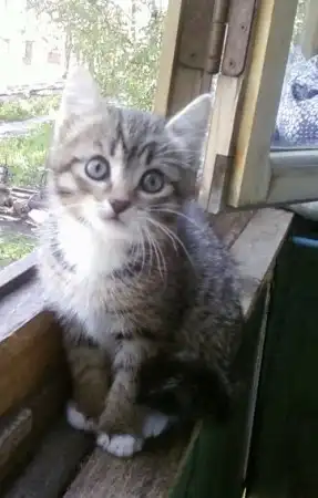 Отдам кота
