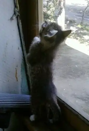 Отдам кота