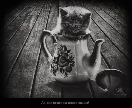 Ах, как много на свете кошек!