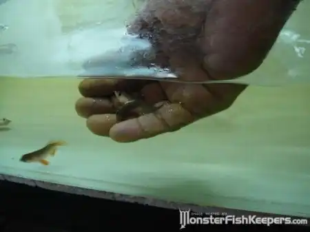 Рыбка с 2-мя головами (6 фото + видео)