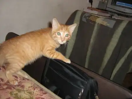 Отдам котёнка, рыжий боец