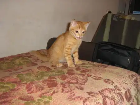 Отдам котёнка, рыжий боец