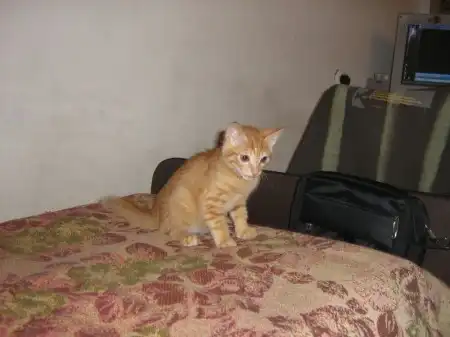 Отдам котёнка, рыжий боец