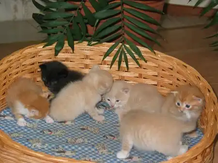 Отдам красивых котят