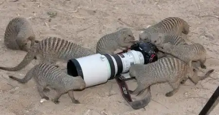 Смешное о фотографии (118 фото)