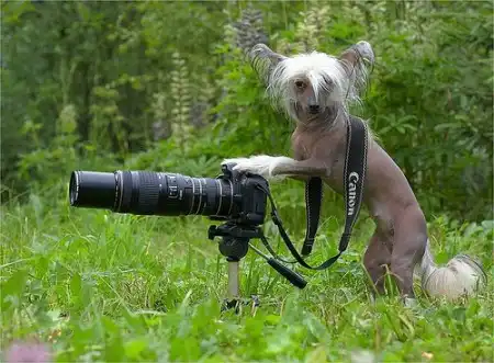 Смешное о фотографии (118 фото)
