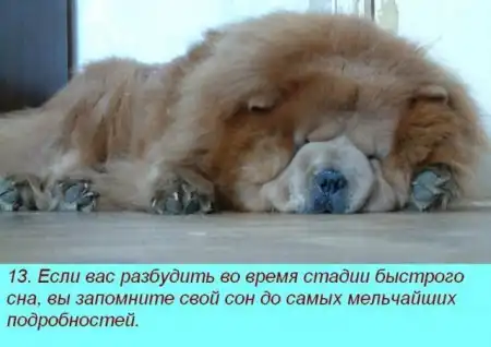 Очень интересные факты про сон!)