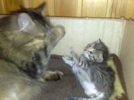 Котятки..