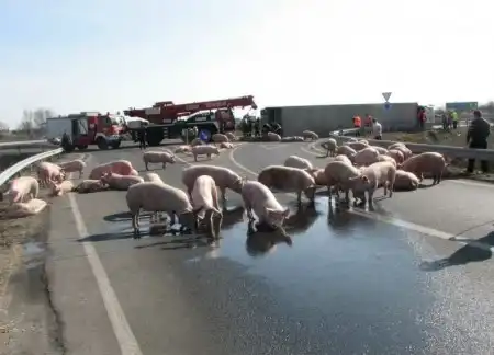 "Свинство" на дороге