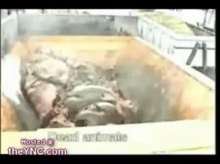 Живая корова в мясорубке