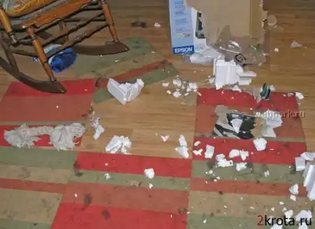 собака в доме