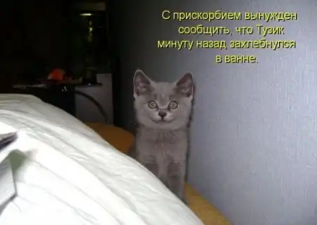 Животные с подписями