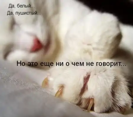 Животные с подписями
