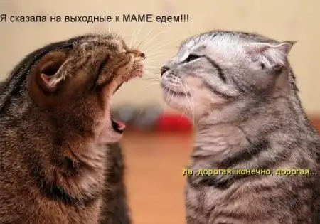 Животные с подписями