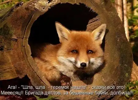 Животные с подписями