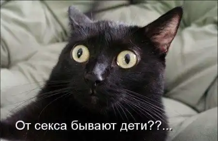 Животные с подписями