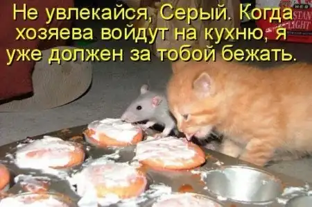 Животные с подписями