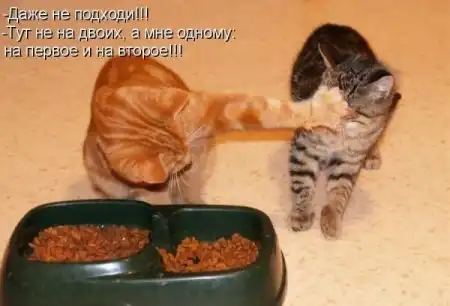 Животные с подписями