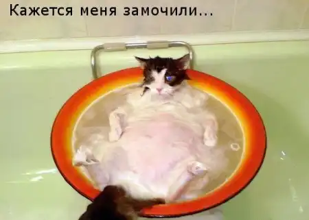 Животные с подписями