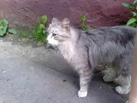 Коты и кошки на Елизаровых